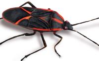 Bed Bug Exterminator Winnipeg image 19